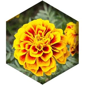 lutein