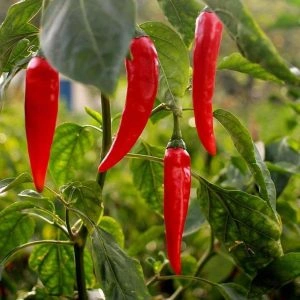 capsicum