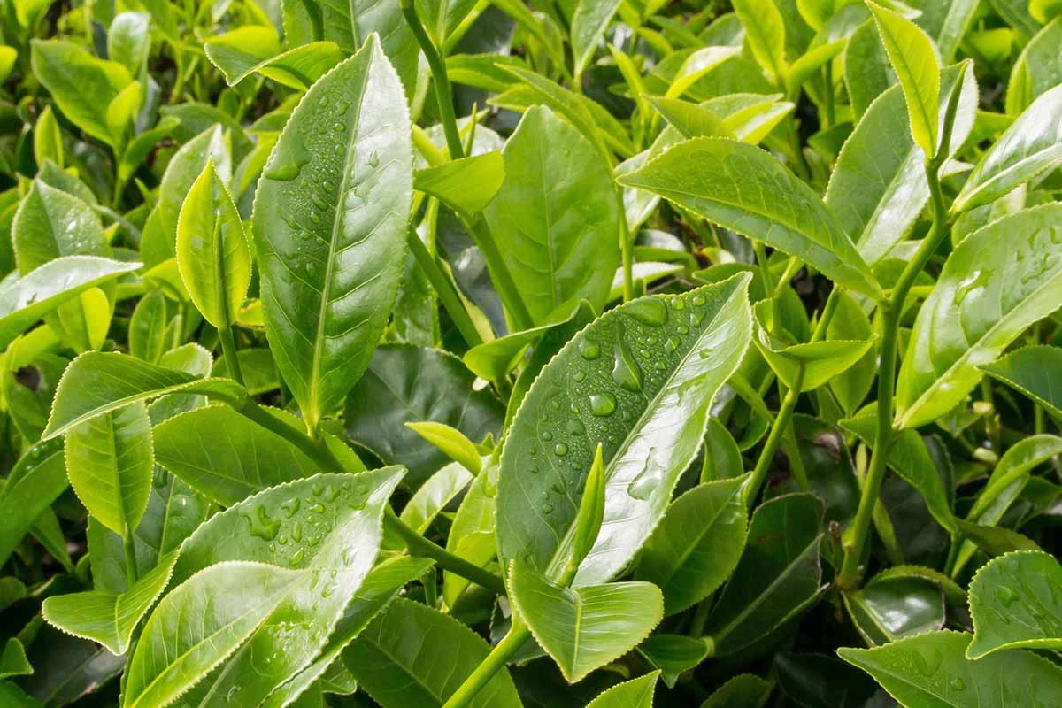 green-tea