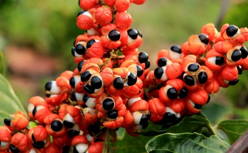 guarana